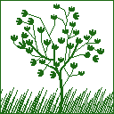 plant-06